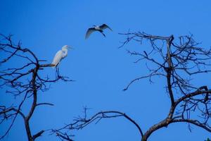 migrerend vogelstand vliegend achter de blauw lucht foto