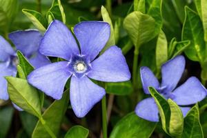 Purper blauw bloemen van maagdenpalm, vinca minor foto