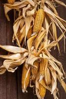 rijp droog maïs kolven hangende Aan hout achtergrond foto