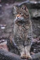 Europese wild kat, felis silvestris foto