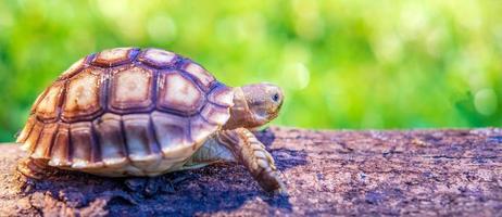 dichtbij omhoog van sulcata schildpad of Afrikaanse aangespoord schildpad geclassificeerd net zo een groot schildpad in natuur, mooi baby Afrikaanse uitloper schildpadden Aan groot log foto