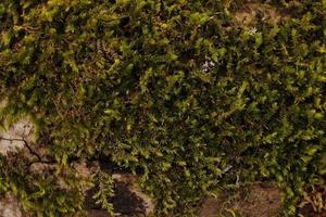 detailopname van mos gehecht naar een boom romp foto