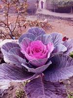 kool bloem. Purper bloemkool. brassica oleracea. paars kool groenten vegetarisch en veganistisch voedsel. foto