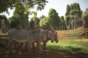 3 zebra's staand samen foto