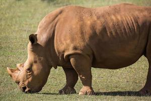 volwassen neushoorn Aan grasland foto