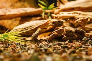 twee sulcata schildpadden paring een rood lamp foto