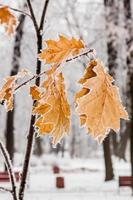 winter bladeren gedekt met sneeuw en rijp foto