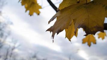 esdoorn- blad detailopname. blauw lucht. wazig achtergrond. ruimte voor tekst. foto