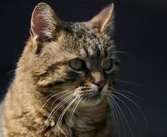 een volwassen straat kat is ontspannende in natuur Aan een zonnig dag foto