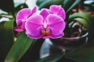 phalaenopsis mot orchidee revolver bloeiend - hoe naar toenemen bloeiend kamerplanten foto