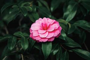 Japans camelia camelia japonica formeel dubbele roze bloem Aan een boom foto