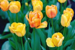 geel tulpen in de tuin met regendruppels na regen foto