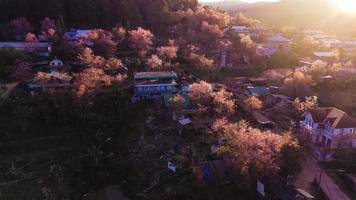 landschap van mooi wild himalayan kers bloeiend roze prunus cerasoides bloemen Bij phu lom zie loei en phitsanulok van Thailand foto