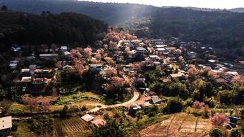 landschap van mooi wild himalayan kers bloeiend roze prunus cerasoides bloemen Bij phu lom zie loei en phitsanulok van Thailand foto