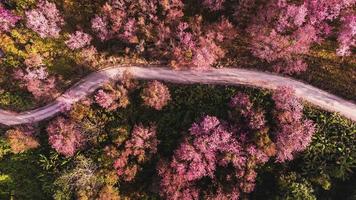 antenne visie van landschap mooi wild himalayan kers bloeiend roze prunus cerasoides bloemen foto