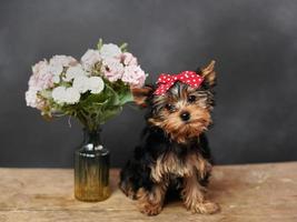 een schattig, pluizig jokshire terriër puppy zit Aan een houten tafel, poseren Aan camera. de puppy heeft een rood boog Aan haar hoofd, een vaas met roze bloemen staat dichtbij foto