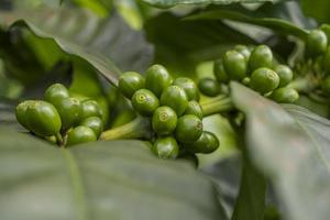 dichtbij omhoog foto van groen koffie Boon wanneer voorjaar seizoen. de foto is geschikt naar gebruik voor natuur achtergrond, inhoud sociaal media en fruit poster.