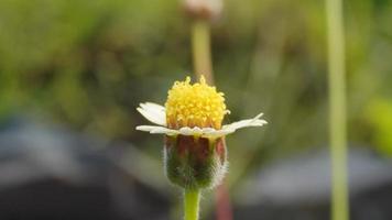 een geel bloem in de tuin met wazig achtergrond foto