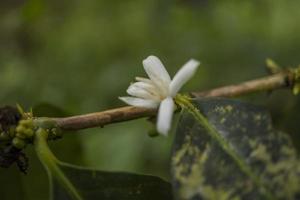 dichtbij omhoog foto van weinig wit bloem van koffie fabriek. de foto is geschikt naar gebruik voor natuur achtergrond, inhoud sociaal media en fruit poster.