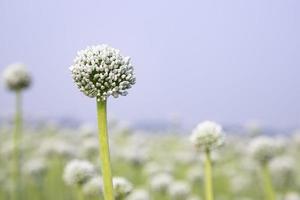 mooi wit ui bloem met wazig blauw lucht achtergrond natuurlijk visie. selectief focus foto