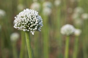 mooi wit ui bloem met wazig achtergrond. selectief focus foto