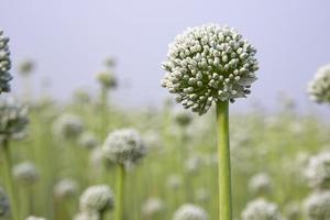 mooi wit ui bloem met wazig blauw lucht achtergrond natuurlijk visie. selectief focus foto