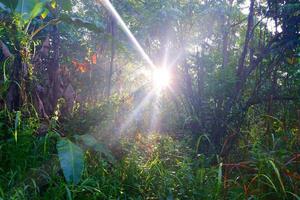 zonneschijn in het bos foto