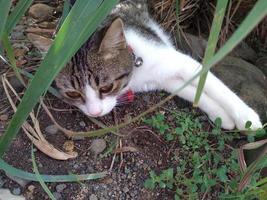 gestreept kat slapen buiten in de gras foto