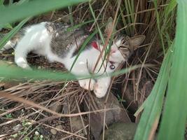 gestreept kat zittend buiten in de gras foto