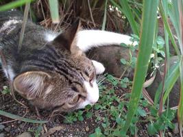 gestreept kat slapen buiten in de gras foto