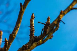 aralia elata bekend net zo aralia mandshurika. opening knop van aralia. foto