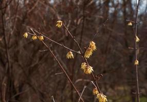 chimonanthus salicifolius is bloeiend in vroeg de lente. ook bekend net zo chimonanthus geuren, geurig winterzoet, winterzoet of Japans piment foto