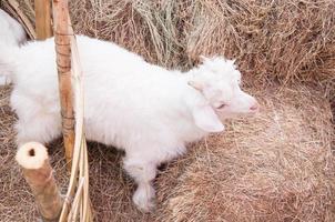 wit schapen Aan een rietje gras achtergrond met boerderij foto