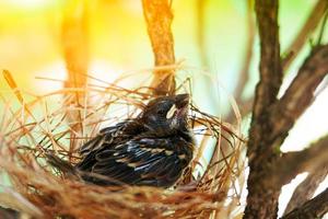 de weinig vogel in een nest de nest is gemaakt van droog gras en garen. foto