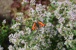 oragen vlinder Aan oragano bloemen foto