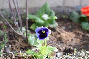 blauw viooltje bloem foto
