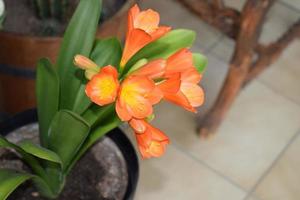 oranje bloeiend Clivia bloem foto