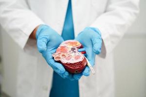 chronisch nier ziekte, dokter Holding model- voor behandeling urine- systeem, urologie, geschatte glomerulair filtratie tarief egr. foto