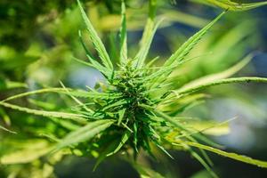 marihuana, hennep fabriek blad groeit buitenshuis in de tuin foto