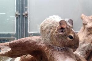 chinchilla in een huisdier winkel foto