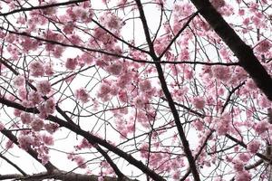 sakura is bloeiend foto