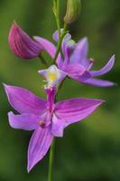 gras roze orchidee foto