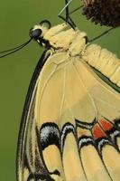 reusachtig zwaluwstaart vlinder detailopname foto