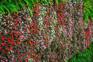 kleurrijk bloem Aan de muur foto