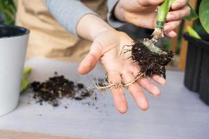 de aarden brok van een huis ingemaakt fabriek is verstrengeld met wortels, de fabriek heeft ontgroeid de pot. de nodig hebben voor een fabriek herplanten. verplanten en zorgzaam voor een huis plant, wortelstok, wortel rot foto