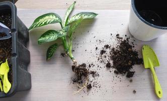 verpotten een huis fabriek dieffenbachia keerkring sneeuw in een nieuw pot in huis interieur in een dubbele pot met automatisch water geven. zorgzaam voor een ingemaakt plant, detailopname foto