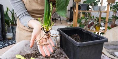 de aarden brok van een huis ingemaakt fabriek is verstrengeld met wortels, de fabriek heeft ontgroeid de pot. de nodig hebben voor een fabriek herplanten. verplanten en zorgzaam voor een huis plant, wortelstok, wortel rot foto