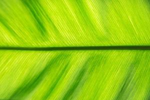 stam van leven - groen blad foto