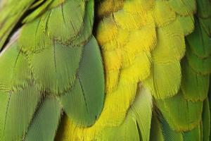 kleurrijke groene vogelveren foto