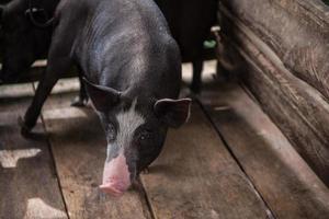 jong vuil varkens in varken boerderij foto